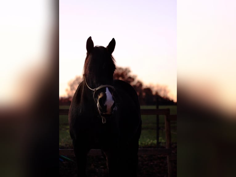 Welsh D (Cob) Mare 14 years 15,1 hh Bay-Dark in Wallenhorst