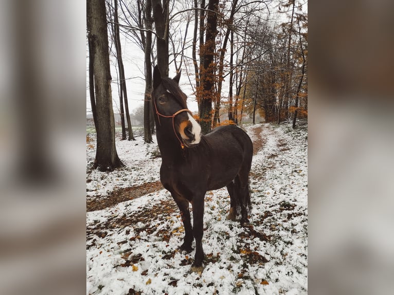 Welsh D (Cob) Mare 14 years 15,1 hh Bay-Dark in Wallenhorst