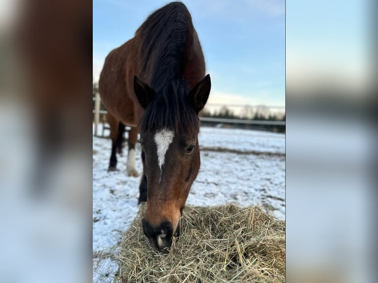 Welsh D Cob Mix Mare 14 years Brown in Haren