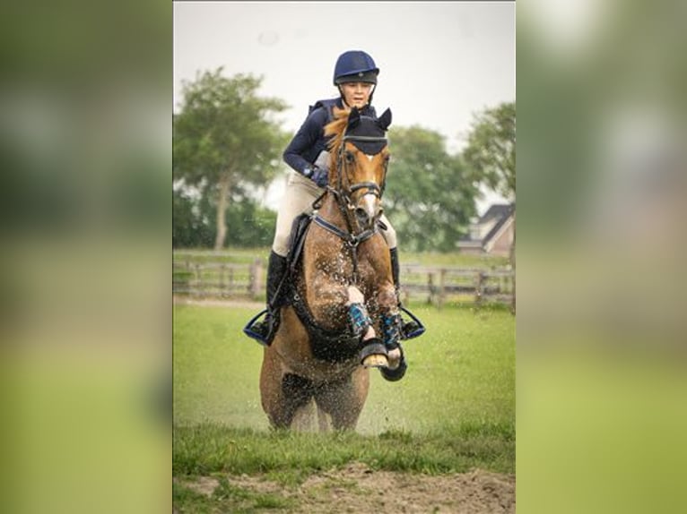 Welsh D (Cob) Mare 15 years 14,1 hh in Braine le comte