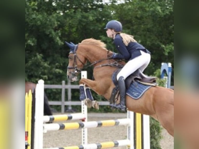 Welsh D (Cob) Mare 15 years 14,1 hh in Braine le comte