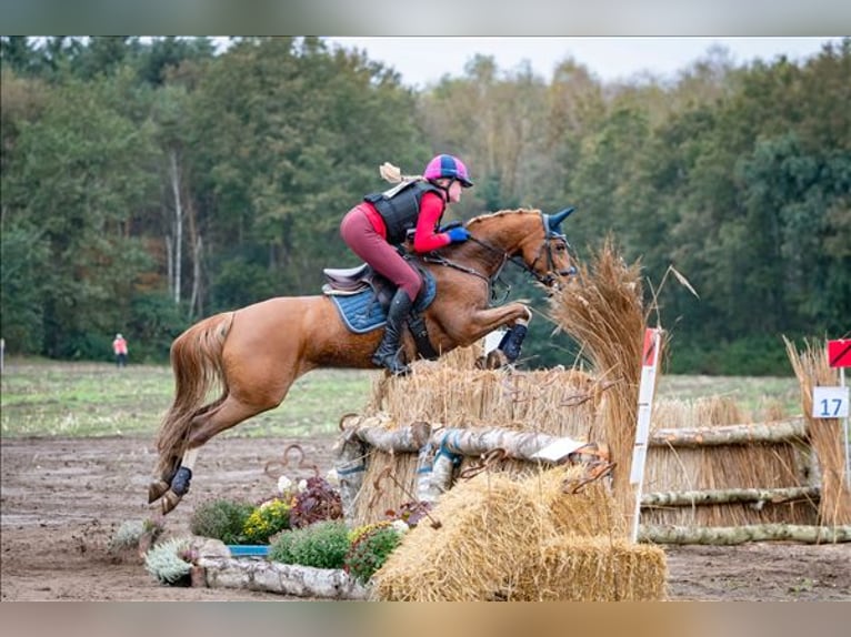 Welsh D (Cob) Mare 15 years 14,1 hh in Braine le comte