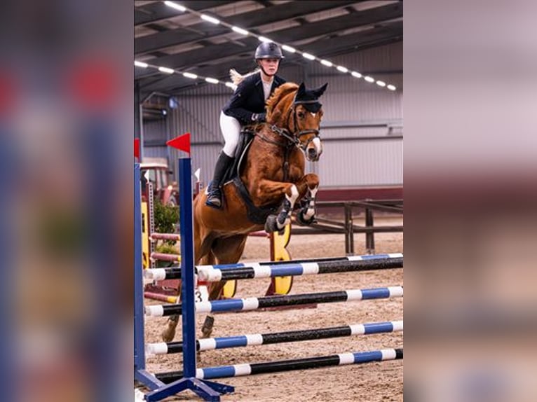 Welsh D (Cob) Mare 15 years 14,1 hh in Braine le comte