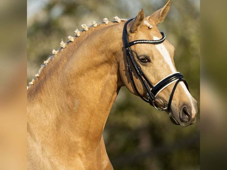 Welsh D (Cob) Mare 17 years 14,2 hh Palomino in Huissen