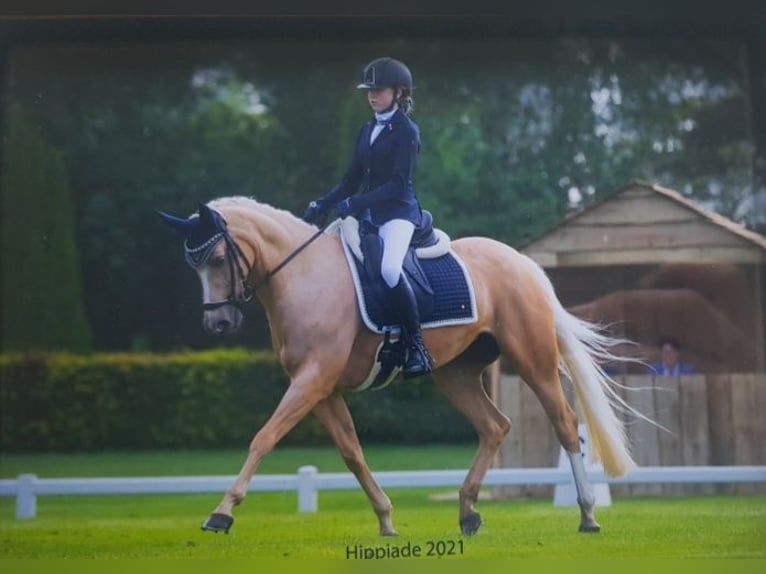 Welsh D (Cob) Mare 17 years 14,2 hh Palomino in Huissen