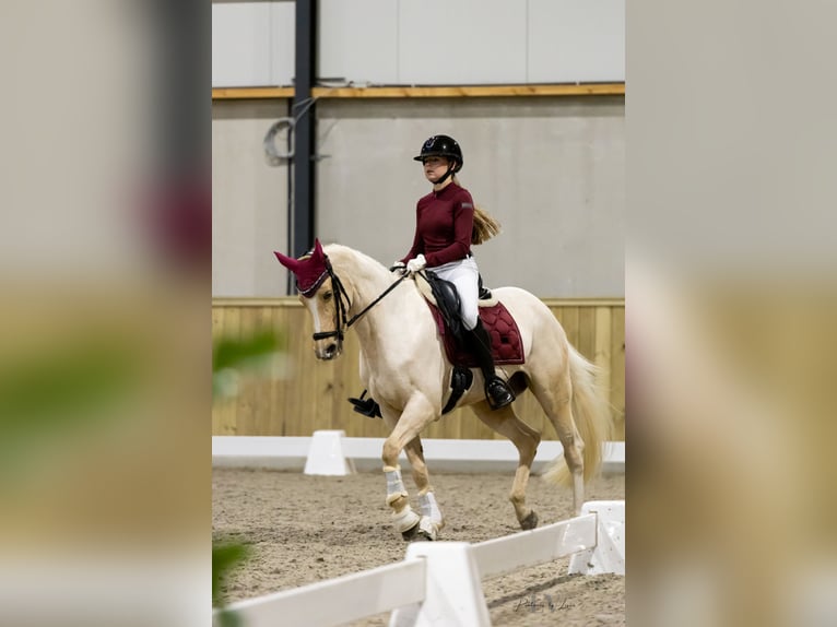 Welsh D (Cob) Mare 17 years 14,2 hh Palomino in Huissen