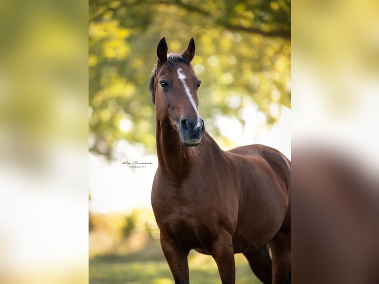 Welsh D (Cob) Mare 18 years 13,3 hh Brown in Lattrop-Breklenkamp