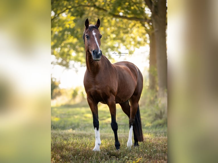 Welsh D (Cob) Mare 18 years 13,3 hh Brown in Lattrop-Breklenkamp