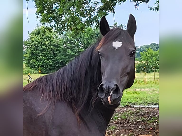 Welsh D (Cob) Mare 18 years 14,2 hh Black in Großefehn