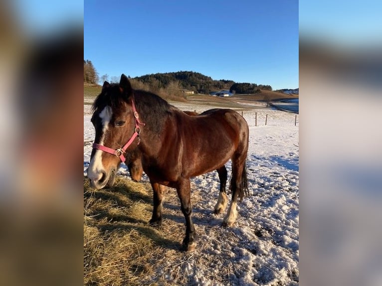 Welsh D (Cob) Mare 18 years 14,2 hh Brown in Pabneukirchen