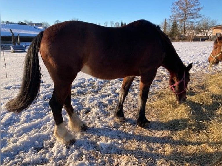 Welsh D (Cob) Mare 18 years 14,2 hh Brown in Pabneukirchen