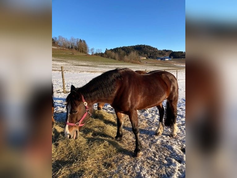 Welsh D (Cob) Mare 18 years 14,2 hh Brown in Pabneukirchen