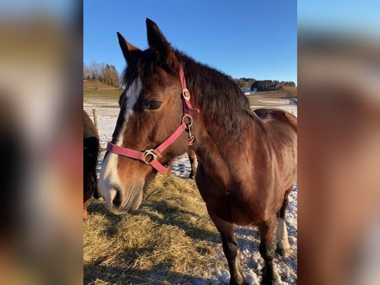 Welsh D (Cob) Mare 18 years 14,2 hh Brown in Pabneukirchen