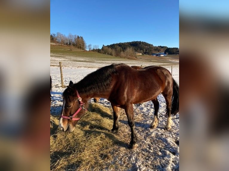 Welsh D (Cob) Mare 18 years 14,2 hh Brown in Pabneukirchen