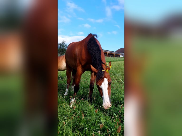 Welsh D (Cob) Mare 18 years 14 hh Brown in Ampflwang