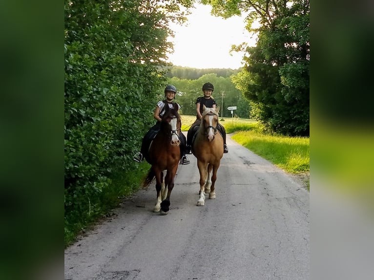 Welsh D (Cob) Mare 18 years 14 hh Brown in Ampflwang