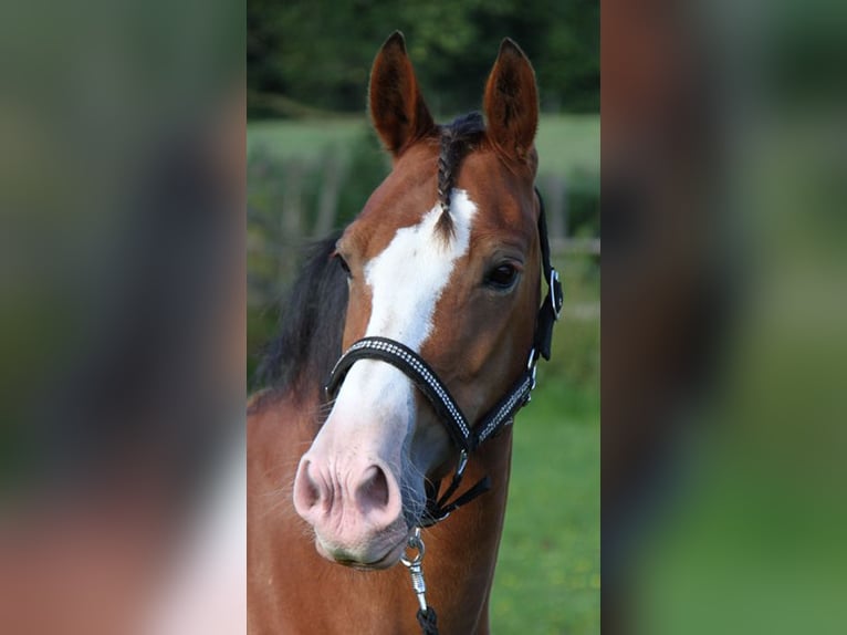 Welsh D (Cob) Mare 18 years 14 hh Brown in Ampflwang