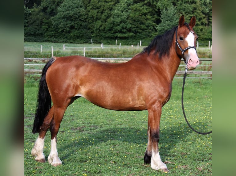 Welsh D (Cob) Mare 18 years 14 hh Brown in Ampflwang