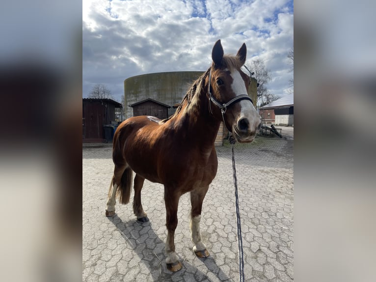 Welsh D (Cob) Mare 19 years 13,3 hh Chestnut-Red in Welver