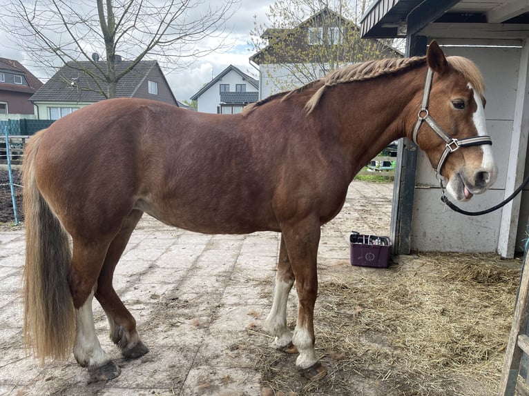 Welsh D (Cob) Mare 19 years 13,3 hh Chestnut-Red in Welver