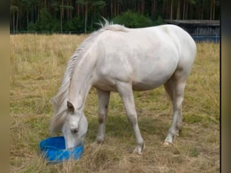 Welsh D (Cob) Mare 1 year 13,1 hh Palomino in Celle