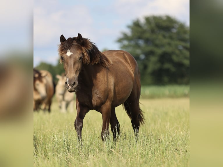 Welsh D (Cob) Mare 1 year 13,2 hh in Kirchlengern