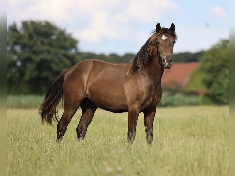 Welsh D (Cob) Mare 1 year 13,2 hh in Kirchlengern