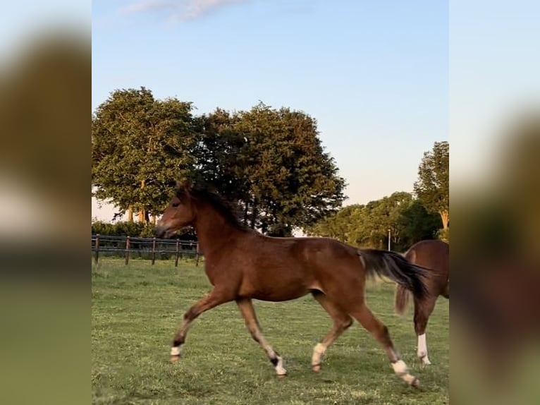 Welsh D (Cob) Mare 1 year 14,1 hh Bay-Dark in Nieuwe Tonge