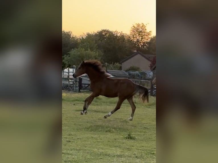 Welsh D (Cob) Mare 1 year 14,1 hh Bay-Dark in Nieuwe Tonge