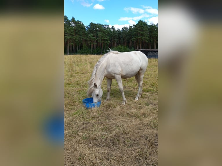 Welsh D (Cob) Mare 1 year 14,2 hh Palomino in Celle