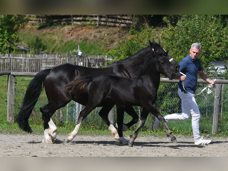 Welsh D (Cob) Mare 1 year Black in Fockendorf