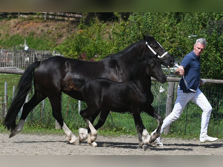 Welsh D (Cob) Mare 1 year Black in Fockendorf