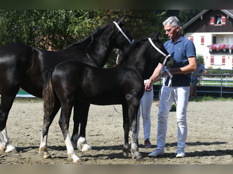 Welsh D (Cob) Mare 1 year Black in Fockendorf