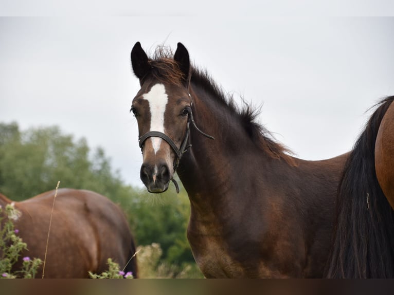 Welsh D (Cob) Mare 1 year in Wustermark