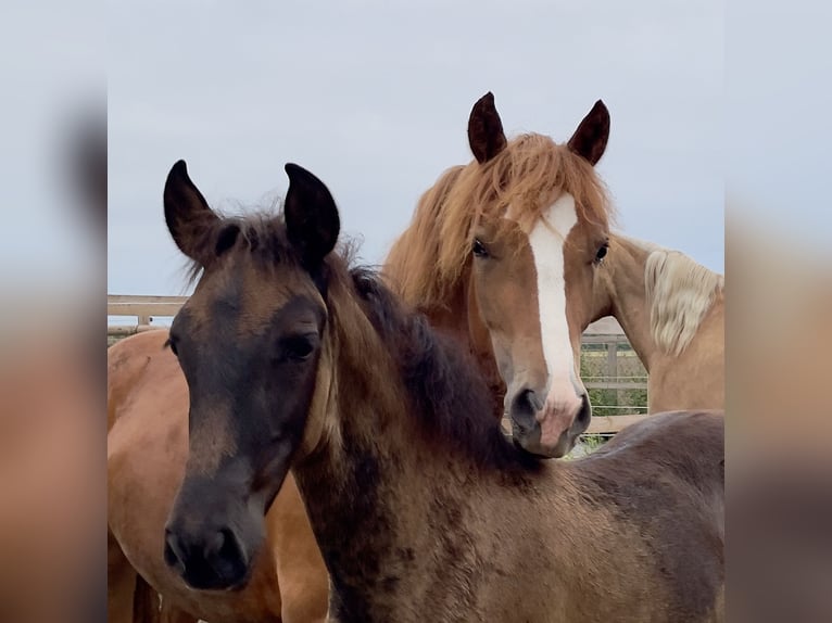 Welsh D (Cob) Mare 2 years 14,1 hh Chestnut-Red in Stahnsdorf