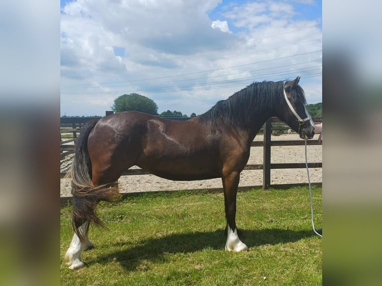 Welsh D (Cob) Mare 2 years 14,1 hh Smoky-Black in Zoelen