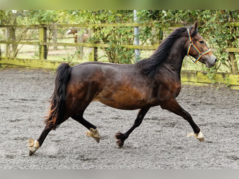 Welsh D (Cob) Mare 2 years 14,2 hh Brown in Meerbusch