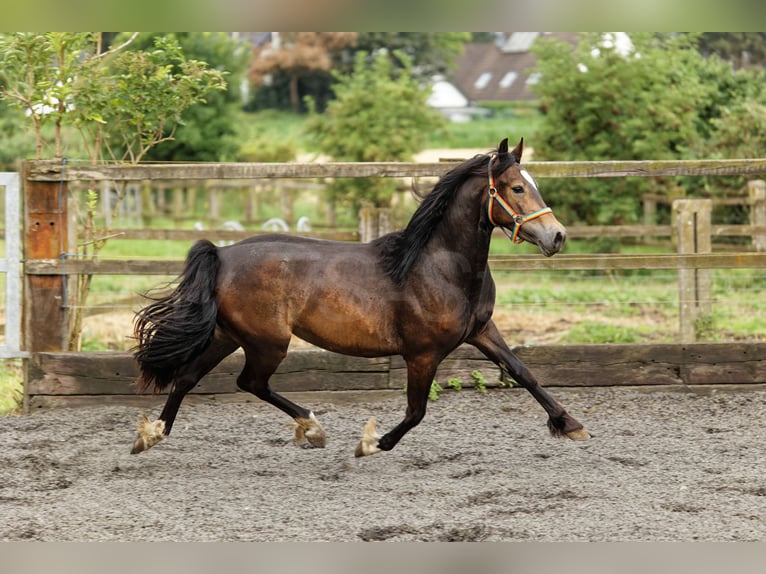 Welsh D (Cob) Mare 2 years 14,2 hh Brown in Meerbusch