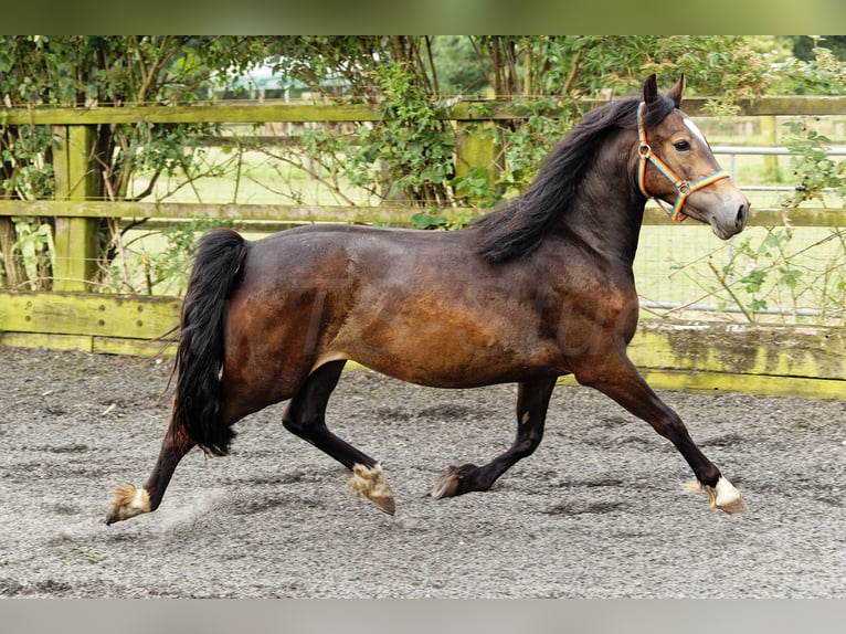 Welsh D (Cob) Mare 2 years 14,2 hh Brown in Meerbusch