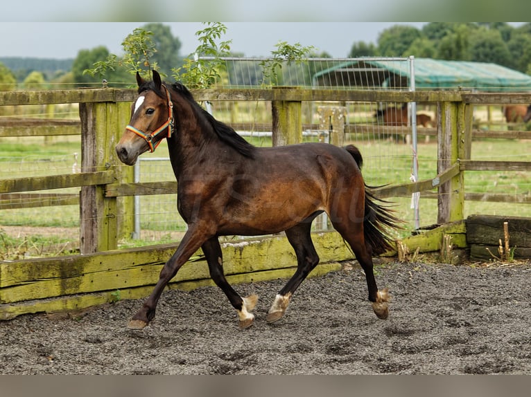 Welsh D (Cob) Mare 2 years 14,2 hh Brown in Meerbusch