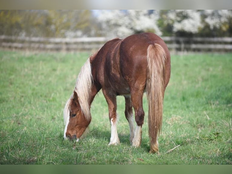 Welsh D (Cob) Mare 2 years 14,2 hh Chestnut-Red in Ingolstadt