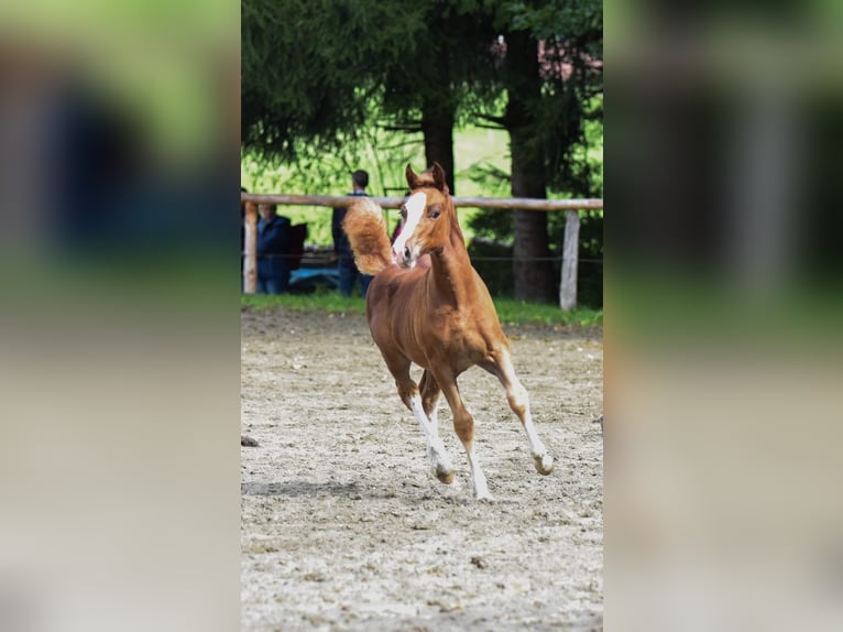 Welsh D (Cob) Mare 2 years 14,2 hh Chestnut-Red in Ingolstadt
