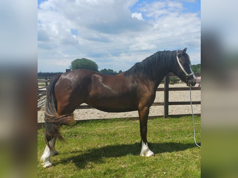 Welsh D (Cob) Mare 2 years 14,2 hh Smoky-Black in Zoelen