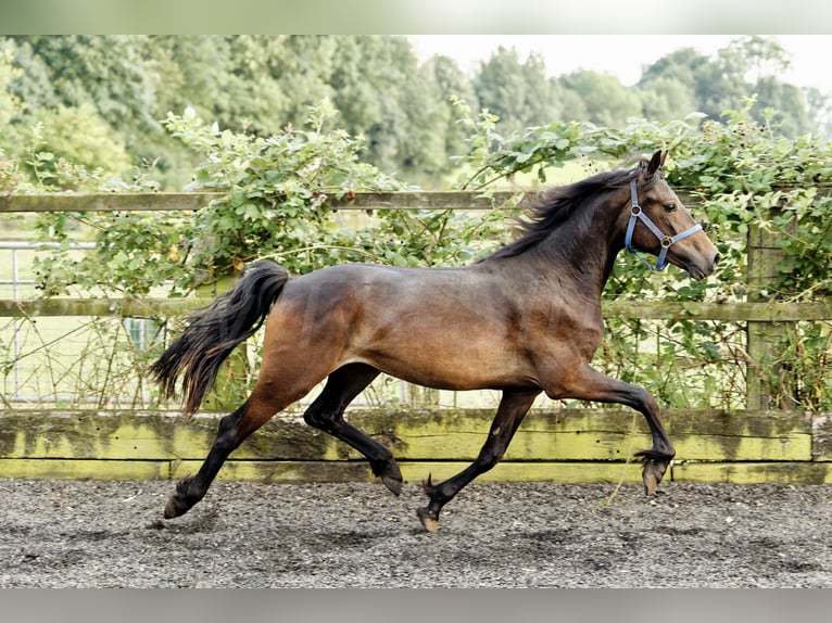 Welsh D (Cob) Mare 2 years 15,1 hh Bay-Dark in Meerbusch