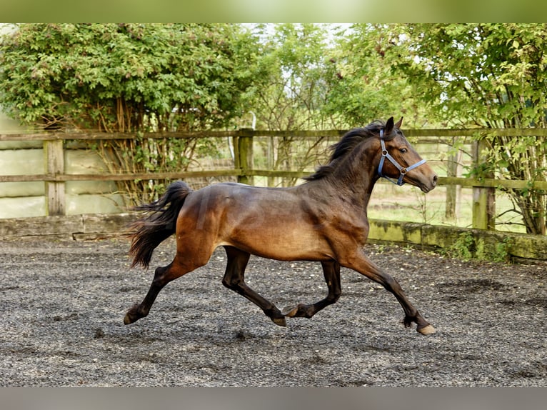 Welsh D (Cob) Mare 2 years 15,1 hh Bay-Dark in Meerbusch