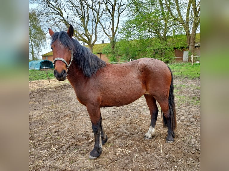 Welsh D (Cob) Mare 3 years 13,3 hh Brown in Traventhal