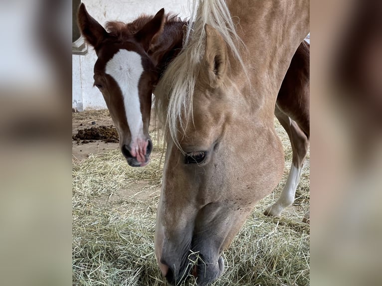 Welsh D (Cob) Mare 3 years 14,1 hh Chestnut-Red in Stahnsdorf