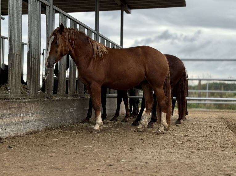 Welsh D (Cob) Mare 3 years 14,1 hh Chestnut-Red in Stahnsdorf