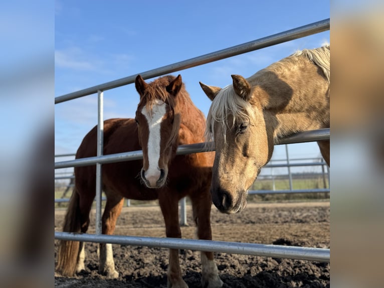 Welsh D (Cob) Mare 3 years 14,1 hh Chestnut-Red in Stahnsdorf