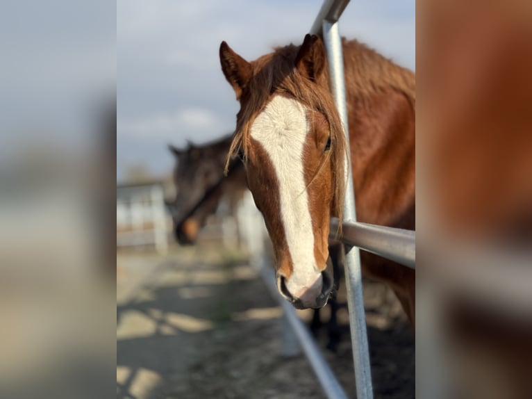 Welsh D (Cob) Mare 3 years 14,1 hh Chestnut-Red in Stahnsdorf